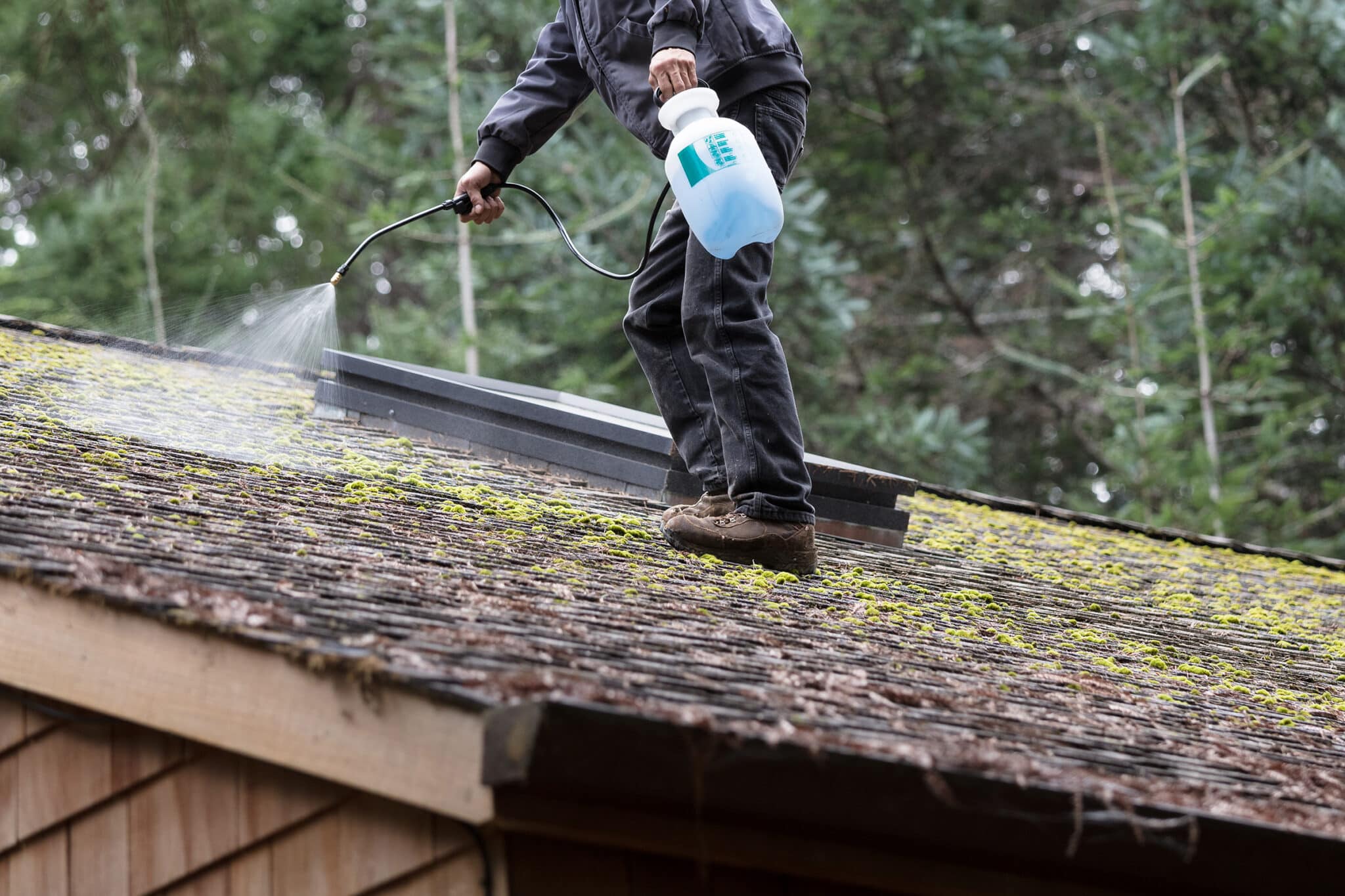 How to Protect Your Roof from Moss and Algae Growth - Aces Roofing