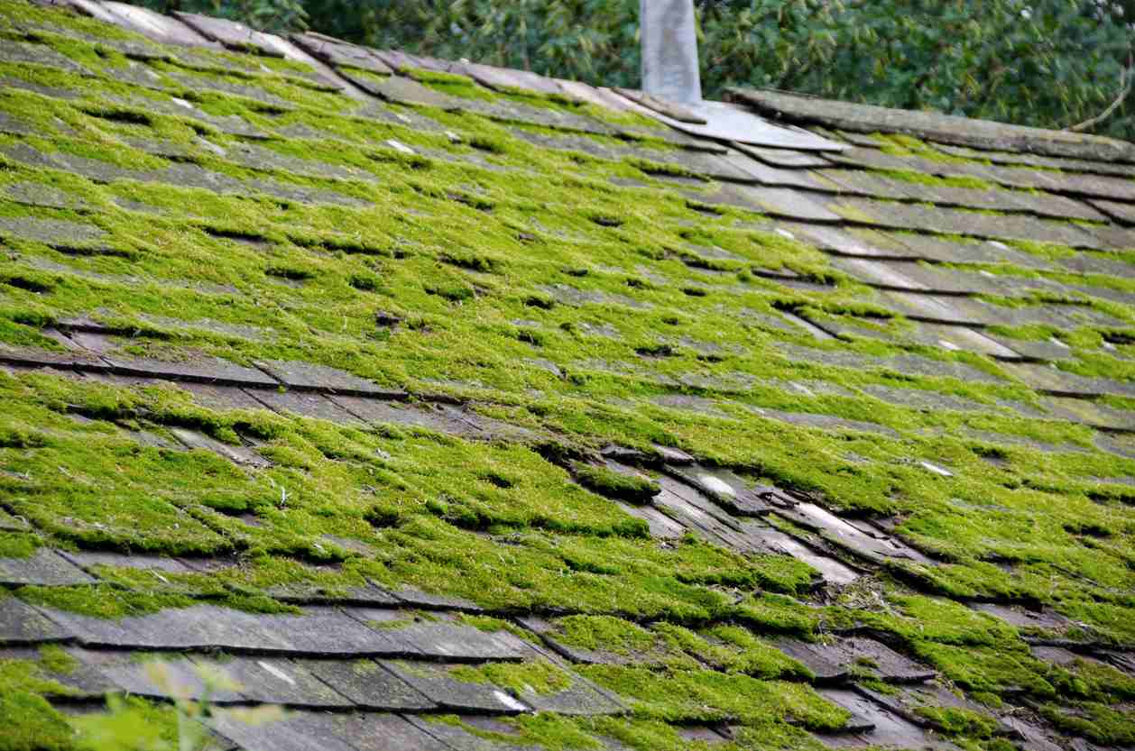 How to Protect Your Roof from Moss and Algae Growth